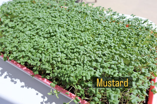 More varieties available in person!