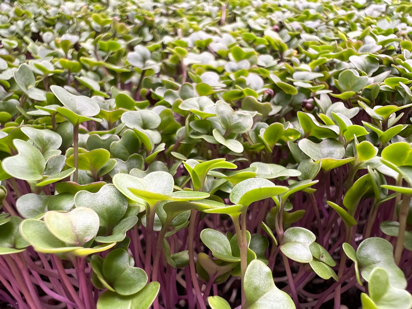 Kohlrabi Microgreens