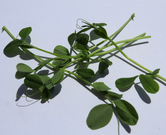 Pea Shoots
