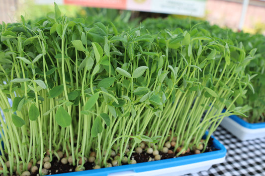 Pea Shoots