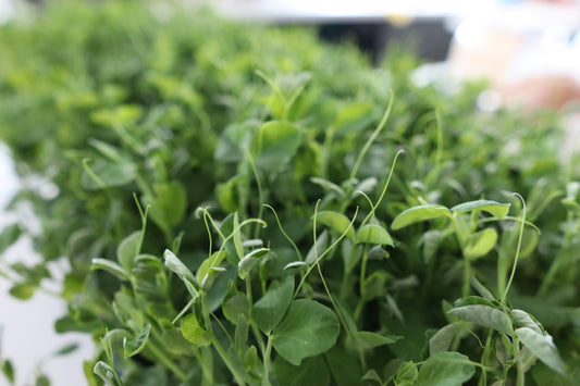 Pea, Dun Microgreens