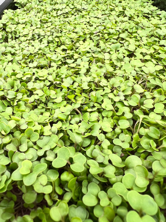 Kohlrabi, Purple Microgreens